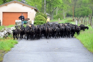 Saint-Jeures : deux troupeaux pour la transhumance de la brebis Noire du Velay (vidéo)