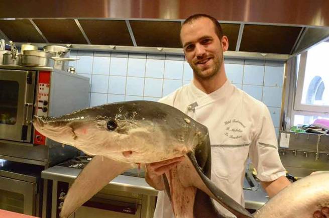 Rémy Michelas a reçu un requin de 25 kg, pêché en méditerranée.||
