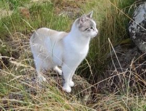 Le Puy-en-Velay : un chat disparu depuis 7 jours à &quot;Taulhac&quot;