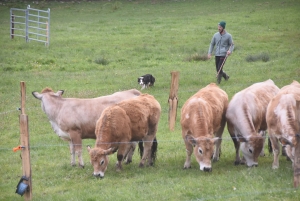 Chiens de troupeau à Saint-Hostien : pas d&#039;Altiligérien en finale nationale