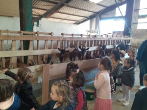 L&#039;école maternelle Théodore-Monod à la découverte des chèvres