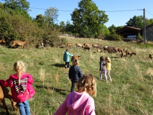 L&#039;école maternelle Théodore-Monod à la découverte des chèvres