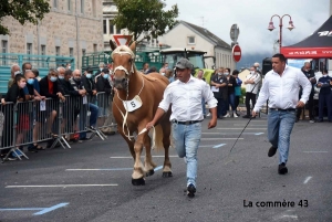 Plus de 100 chevaux lourds qualifiés pour la finale samedi à Yssingeaux