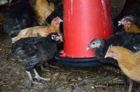 Grippe aviaire : les mesures de confinement des volailles levées