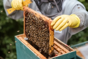 La calamité reconnue en 2021 pour la production de miel en Haute-Loire