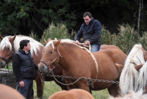 L&#039;élevage de chevaux lourds mis en valeur au Monastier-sur-Gazeille