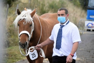 L&#039;élevage de chevaux lourds mis en valeur au Monastier-sur-Gazeille
