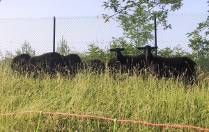Insolite : des brebis noires du Velay pâturent sur des terrains de La Poste