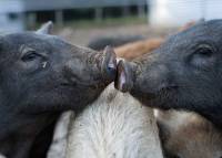Les cochons sont sevrés à 7 semaines au lieu de 3 dans l&#039;élevage intensif. Photo Félix Ledru