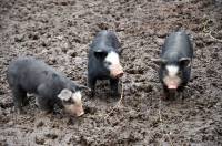 Les cochons gambadent sur plusieurs hectares.