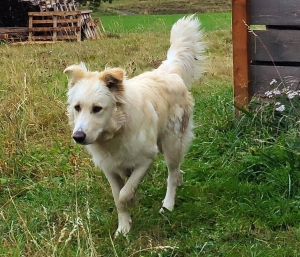 Un chien trouvé sur le secteur de Fay-sur-Lignon