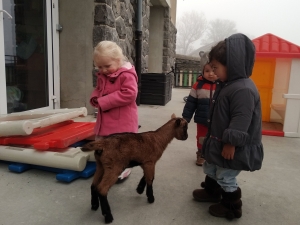 Un agneau et un chevreau en visite à la crèche du Mazet