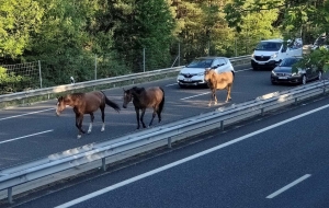 Trois chevaux en liberté sur la RN88 entre Saint-Ferréol-d&#039;Auroure et Pont-Salomon