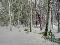 Saint-André-en-Vivarais : la neige cause des dégâts dans le parc du château de Montivert