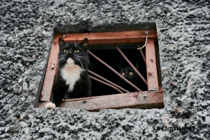 Une campagne de capture et stérilisation de chats errants va être menée à Tence