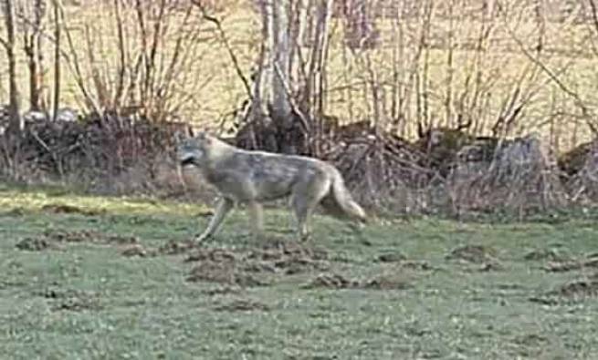 Cette photo a été prise le 15 mars. Cet animal n&#039;est pas un loup.||