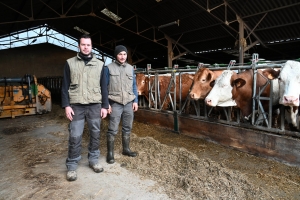 Les deux agriculteurs élèvent 110 vaches allaitantes à Monistrol et Sainte-Sigolène