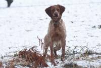 Saint-Romain-Lachalm : les chiens ont montré leur savoir-faire à la chasse