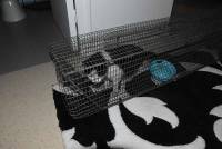 Puy-en-Velay : un chat coincé pendant 20 jours dans une maison en péril