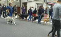 Le Club canin des sucs participait aussi au défilé.
