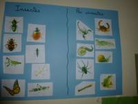 Lapte : l&#039;école Saint-Régis dans le monde des insectes