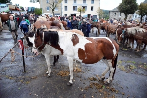 Les chevaux en majesté ce vendredi à Fay-sur-Lignon