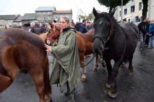 Les chevaux en majesté ce vendredi à Fay-sur-Lignon