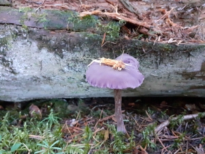 Valprivas : une poussée d’adhérents pour une poussée de champignons chez Champimystique