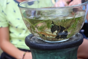 Une découverte des amphibiens pour les enfants des centres de loisirs