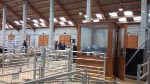 Saugues : première vente d&#039;ovins au nouveau marché au cadran