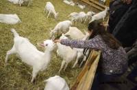 La visite libre de la "Chèvre d'Andaure" est possible pendant les vacances scolairesde 17 à 19 heures.|||
