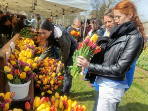 Moudeyres : les tulipes contre le cancer partent comme des petits pains