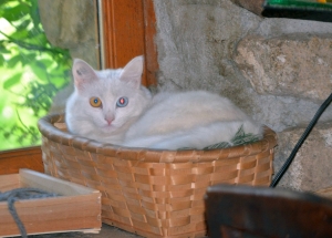 Alaska, chaton blanc sourd, promis à l&#039;euthanasie, vit des jours paisibles à Saint-Etienne