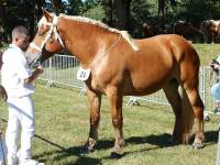 Onze éleveurs de chevaux comtois de Haute-Loire au concours du Massif Central