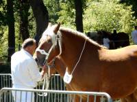 Onze éleveurs de chevaux comtois de Haute-Loire au concours du Massif Central