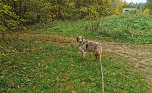 Les Villettes : l&#039;octogénaire disparu retrouvé vivant par un chien pisteur