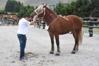 Les Estables : 37 belles comtoises paradent au concours des chevaux lourds