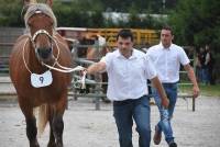 Les Estables : 37 belles comtoises paradent au concours des chevaux lourds