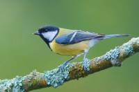 Yssingeaux : une séance pour reconnaître les oiseaux des jardins