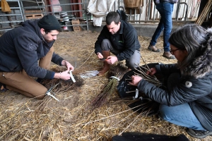 Les agriculteurs replantent des haies en Haute-Loire : c&#039;est pratique et écologique