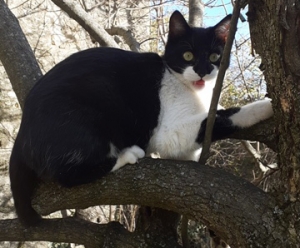 Chambon-sur-Lignon : des maîtres à la recherche de leur chat