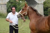 Paul Faure élève des chevaux de la race bretonne.