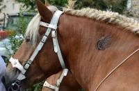 Chaque cheval est certifié et marqué au fer rouge.