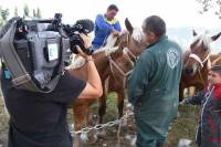 Les caméras de France 3 sont venues filmer les chevaux. Photo Lucien Soyère
