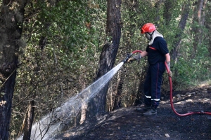 Un arbre tombe sur une ligne électrique : plus de 2 hectares brûlés à Beauzac