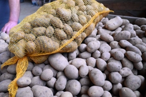 Craponne-sur-Arzon : 40 tonnes de pommes de terre à écouler dimanche sur la Fête de la Trifola
