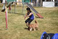 Yssingeaux : 71 chiens à l&#039;épreuve de l&#039;agility