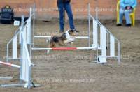 Les chiens donnent l&#039;impression de voler au-dessus des obstacles.