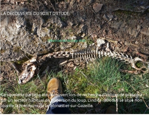 Monastier-sur-Gazeille : il affirme avoir découvert le cadavre d&#039;un loup