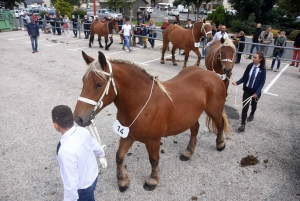 Les Estables : 50 chevaux comtois et ardennais au concours &quot;modèle et allures&quot;